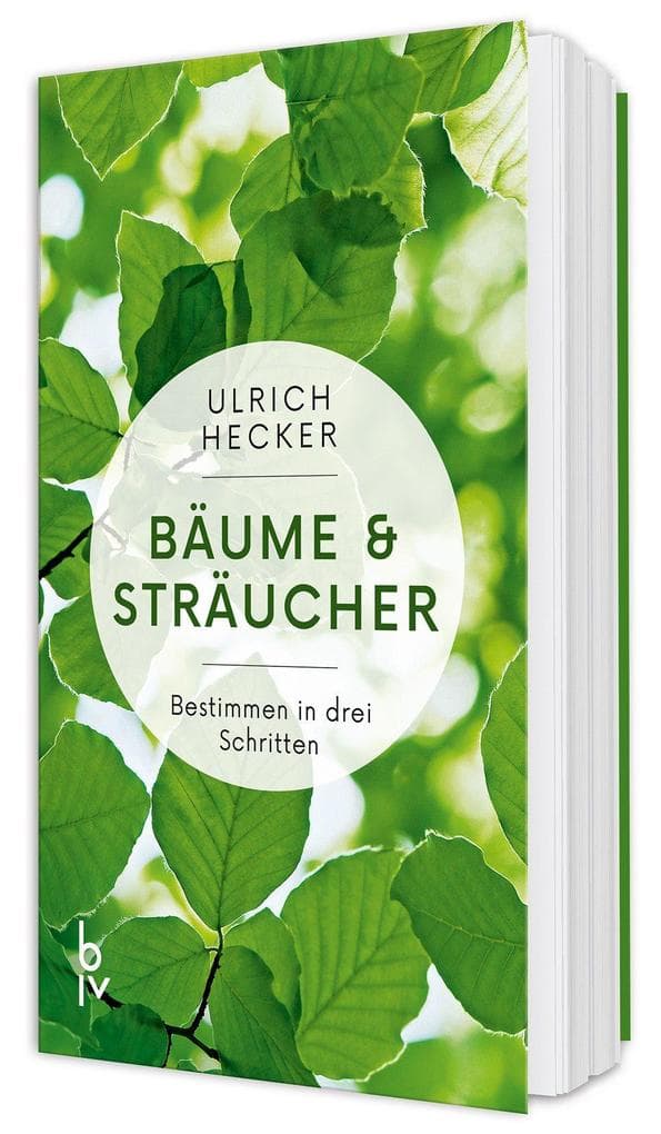 Bäume und Sträucher
