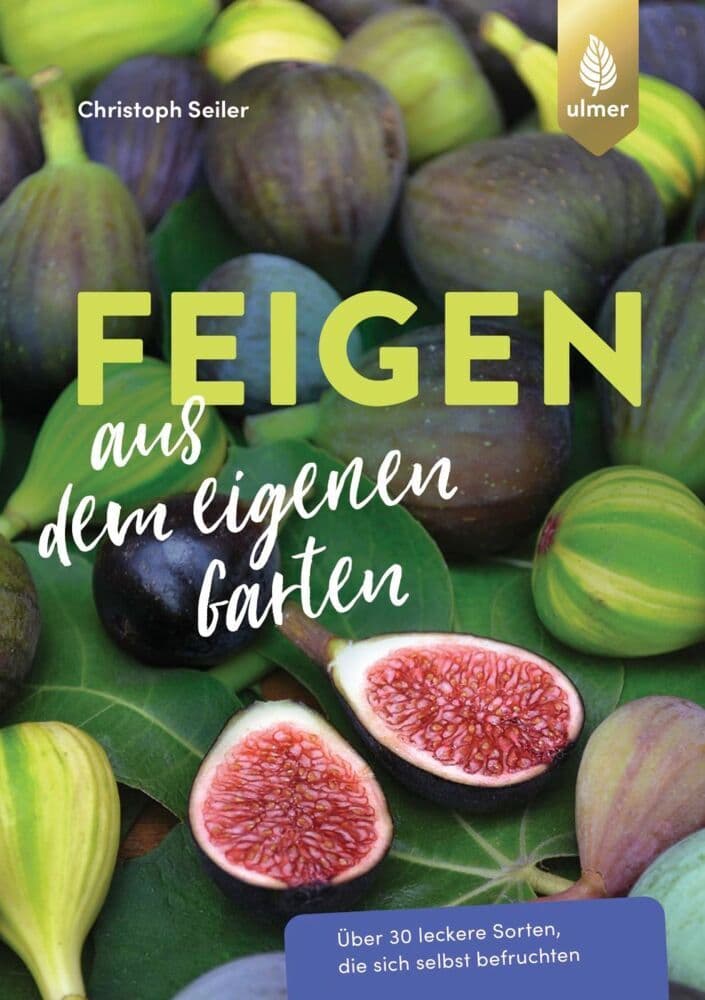 Feigen aus dem eigenen Garten