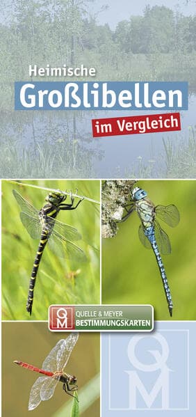 Heimische Großlibellen im Vergleich
