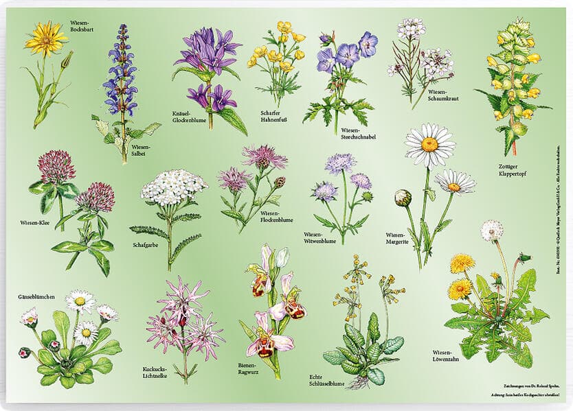 Tischset "Wiesenblumen"