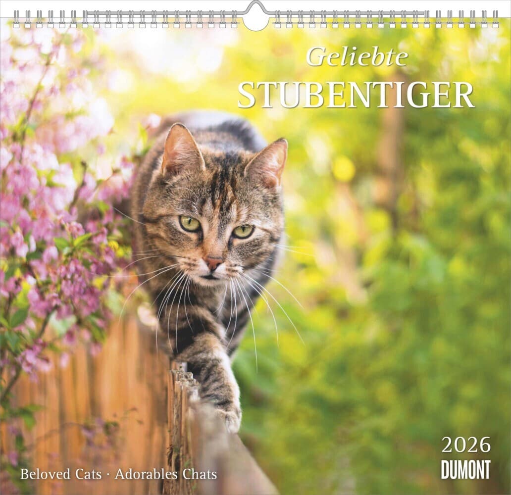 DUMONT - Geliebte Stubentiger 2026 - Wandkalender 38 x 36cm mit 12 Katzenmotiven, dekorativer Tierkalender für Katzenliebhaber