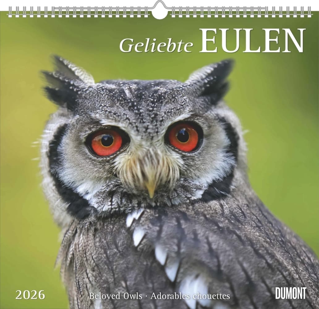 DUMONT - Geliebte Eulen 2026 - Wandkalender 38 x 36 cm, Tierkalender mit 12 Eulenmotiven, für Natur- und Tierliebhaber
