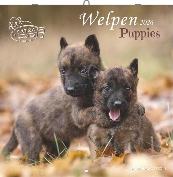 Alpha Edition - Welpen Kalender 2026 - Wandkalender 30x30 cm (30x60 cm geöffnet) - Für Hundeliebhaber - 12 süße Hundefotografien, viel Platz für Notizen, mit Feiertagen & Ferienterminen