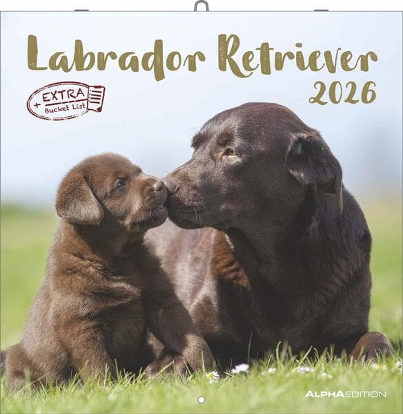 Alpha Edition - Labrador Retriever Kalender 2026 - Wandkalender 30x30 cm - Für Hundeliebhaber - 12 beeindruckende Labrador-Fotografien, viel Platz für Notizen, mit Feiertagen & Ferienterminen