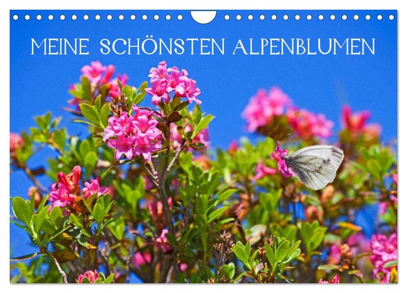 Meine schönsten Alpenblumen (Wandkalender 2026 DIN A4 quer), CALVENDO Monatskalender