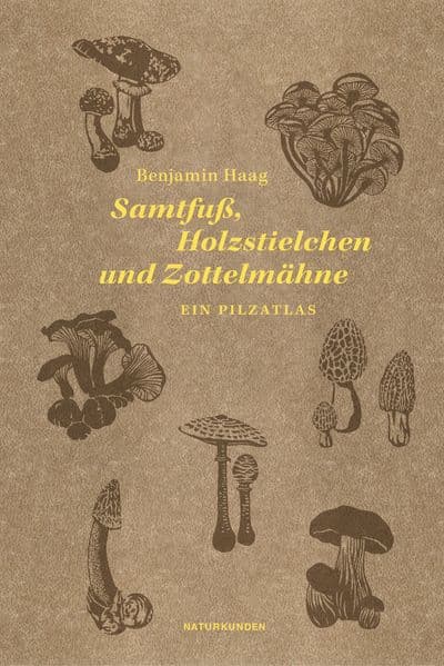 Samtfuß, Holzstielchen und Zottelmähne