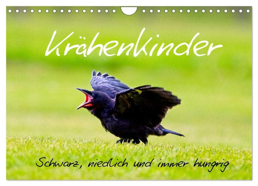 Krähenkinder - Schwarz, niedlich und immer hungrig (Wandkalender 2026 DIN A4 quer), CALVENDO Monatskalender