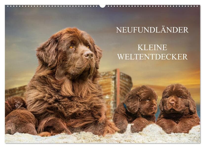 Neufundländer - Kleine Weltentdecker (Wandkalender 2026 DIN A2 quer), CALVENDO Monatskalender