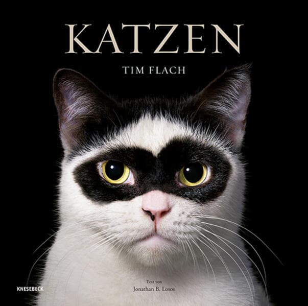 Katzen