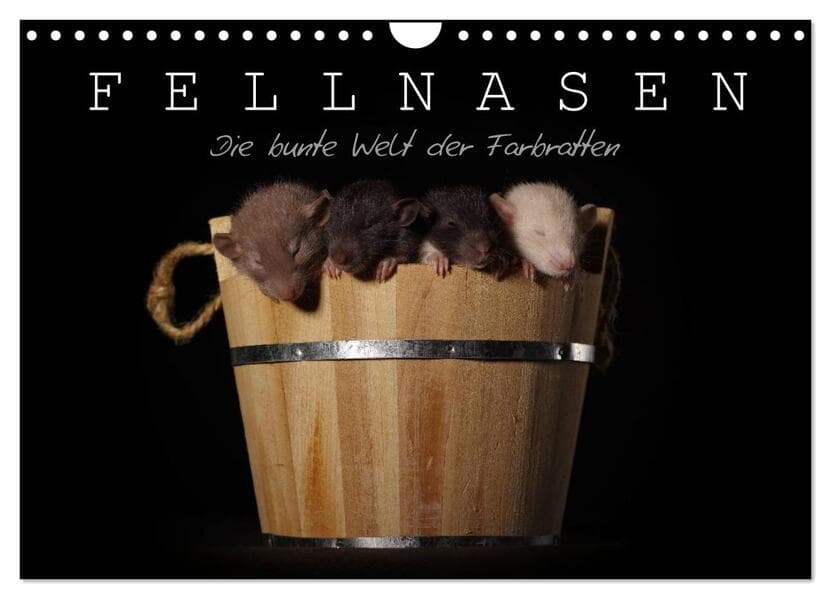 Fellnasen. Die bunte Welt der Farbratten. (Wandkalender 2026 DIN A4 quer), CALVENDO Monatskalender