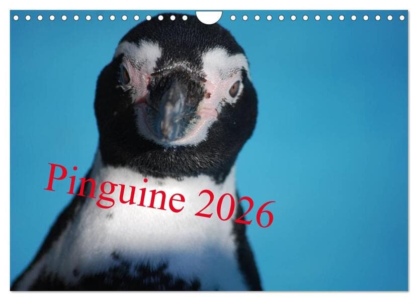 Pinguine 2026 (Wandkalender 2026 DIN A4 quer), CALVENDO Monatskalender