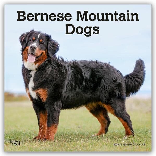 Bernese Mountain Dogs - Berner Sennenhund 2026 - 16-Monatskalender