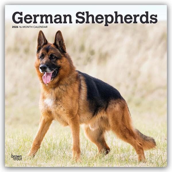 German Shepherds 2026 12 X 24 Inch (Hanging) Monthly Square Wall Calendar Plastic-Free