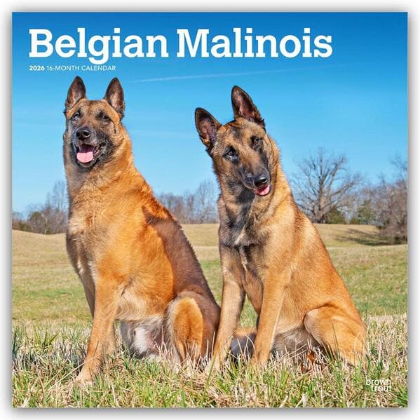 Belgian Malinois 2026 - 16-Monatskalender