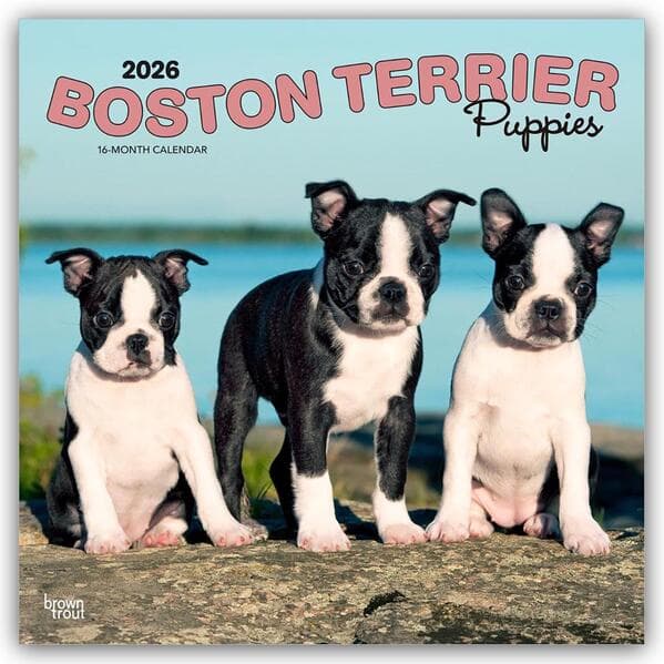 Boston Terrier Puppies - Boston Terrier Welpen 2026 - 16-Monatskalender