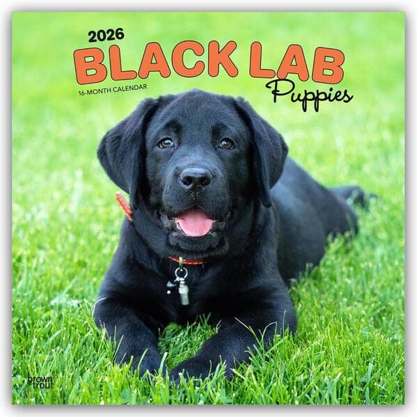 Black Labrador Retriever Puppies - Schwarze Labrador Retriever Welpen 2026 - 16-Monatskalender