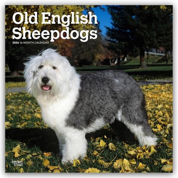 Old English Sheepdog - Bobtail - Altenglischer Schäferhund 2026 - 16-Monatskalender