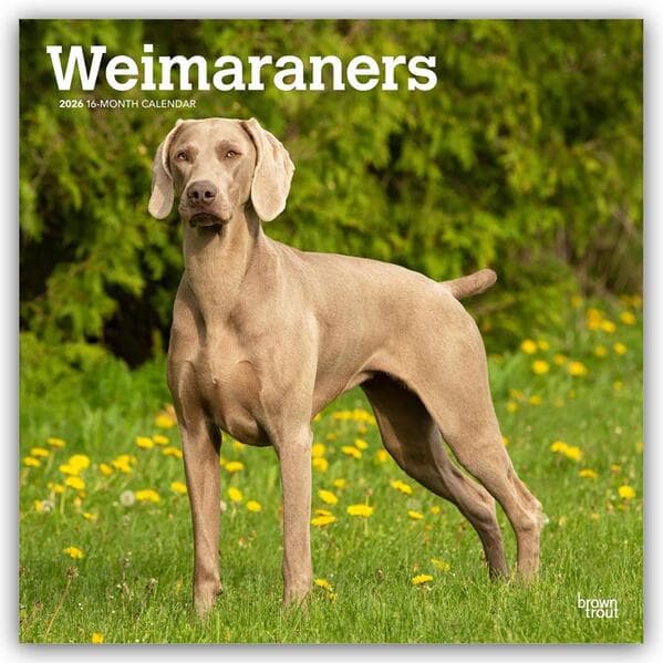 Weimaraners - Weimaraner 2026 - 16-Monatskalender