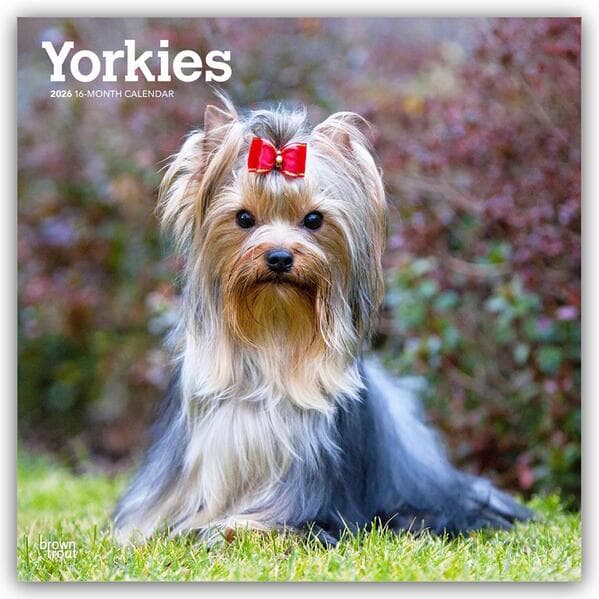 Yorkshire Terriers - Yorkshire Terrier - Yorkies 2026 - 16-Monatskalender