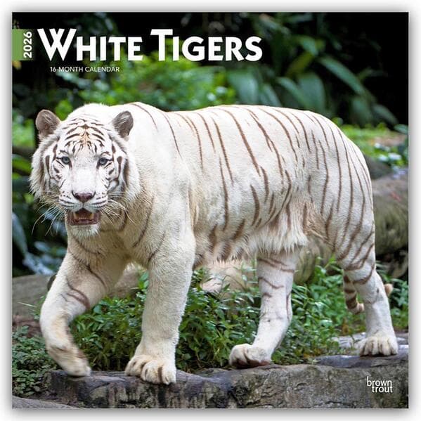 White Tigers 2026 12 X 24 Inch (Hanging) Monthly Square Wall Calendar Plastic-Free
