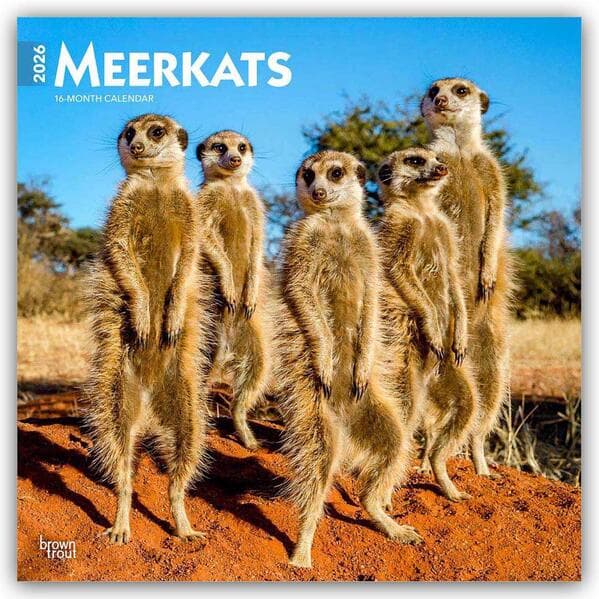Meerkats - Erdmännchen 2026 - 16-Monatskalender