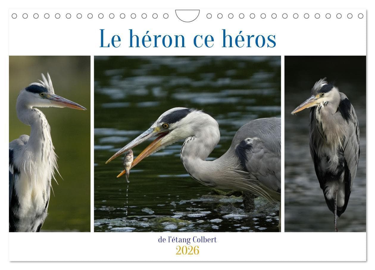 Le héron ce héros de l'étang Colbert (Calendrier mural 2026 DIN A4 vertical), CALVENDO calendrier mensuel