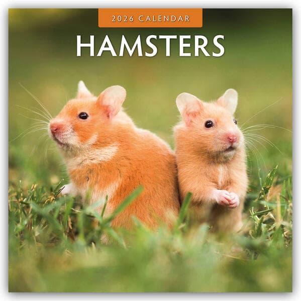 Hamsters  2026 Square Wall Calendar