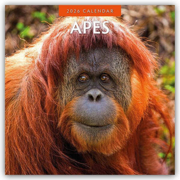 Apes 2026 Square Wall Calendar