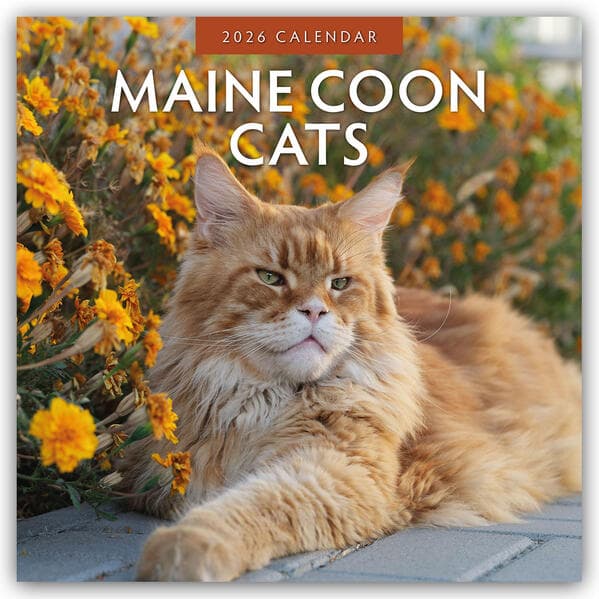 Maine Coon Cats 2026 Square Wall Calendar