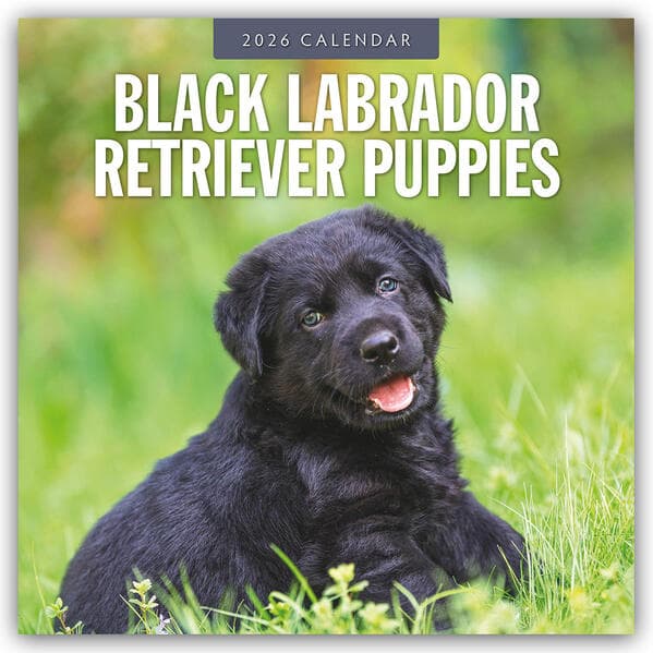 Black Labrador Retriever Puppies 2026 Square Wall Calendar