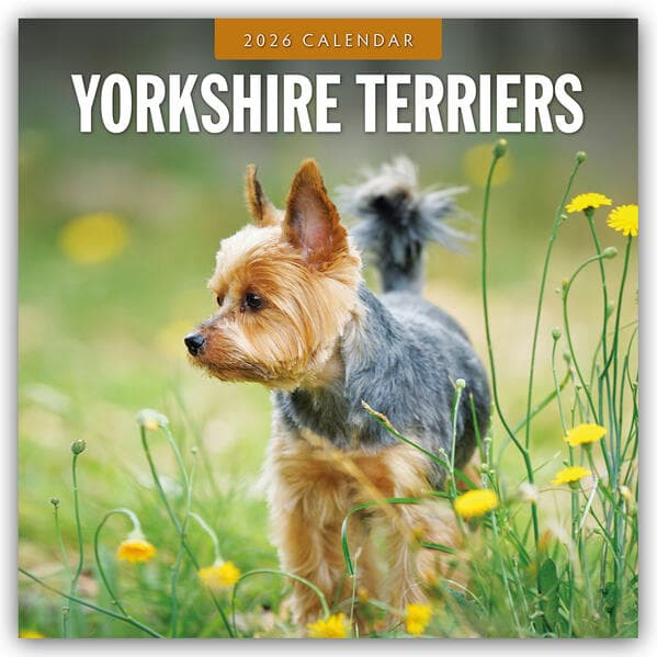 Yorkshire Terriers 2026 Square Wall Calendar
