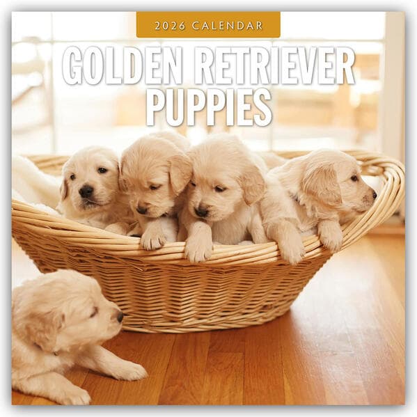 Golden Retriever Puppies 2026 Square Wall Calendar