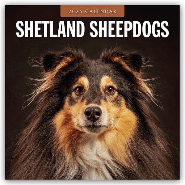 Shetland Sheepdogs - Sheltie 2026 - 16-Monatskalender