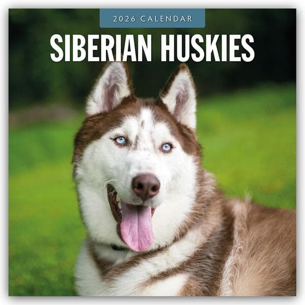 Siberian Huskies 2026 Square Wall Calendar