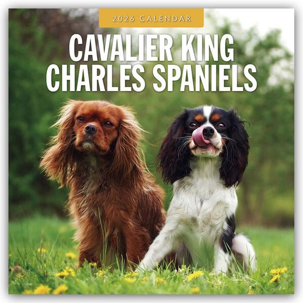 Cavalier King Charles Spaniels 2026 Square Wall Calendar