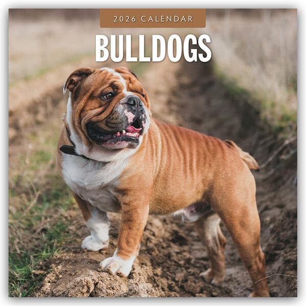 Bulldogs 2026 Square Wall Calendar