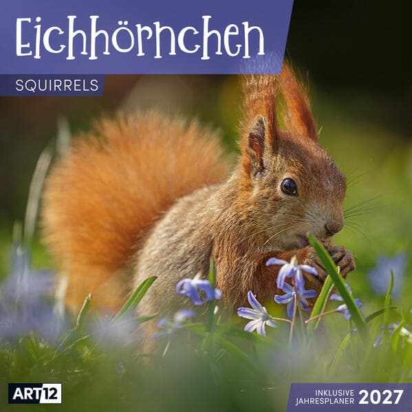 Eichhörnchen Kalender 2027 - 30x30 - Art12