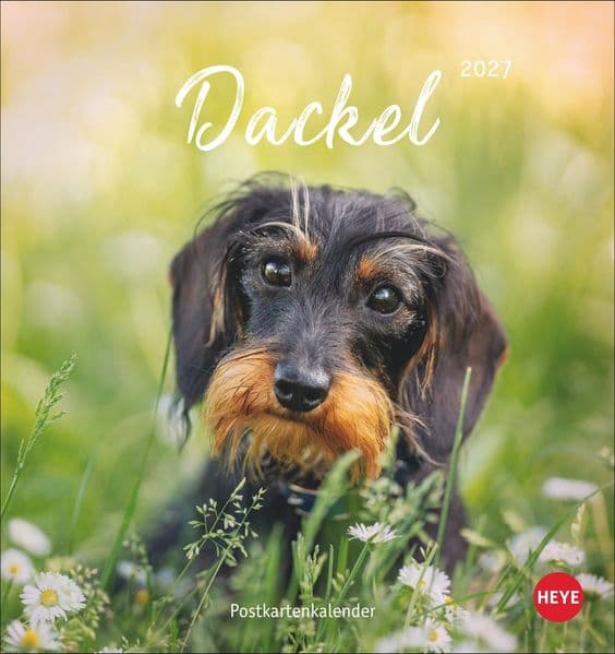 Dackel Postkartenkalender 2027