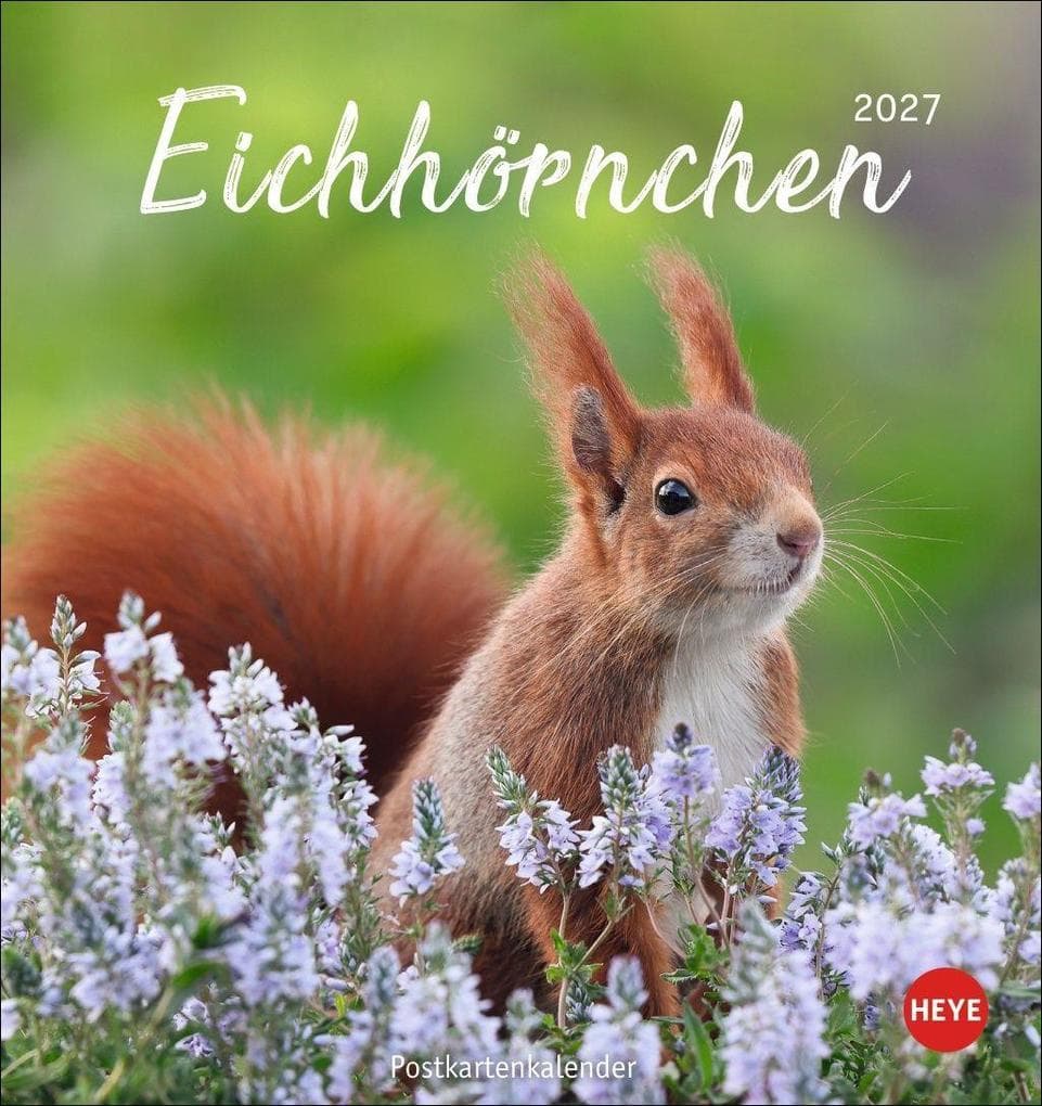 Eichhörnchen Postkartenkalender 2027