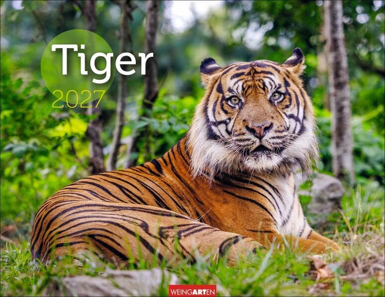 Tiger Kalender 2027