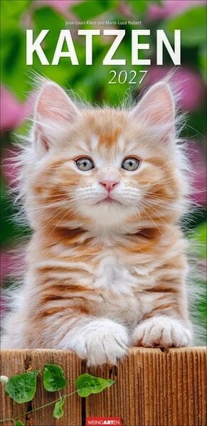 Katzen Kalender 2027