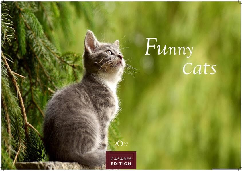 Funny Cats Kalender 2027 - Wandkalender | Fotokalender Tierkalender 35x50cm - Witziger Katzenkalender