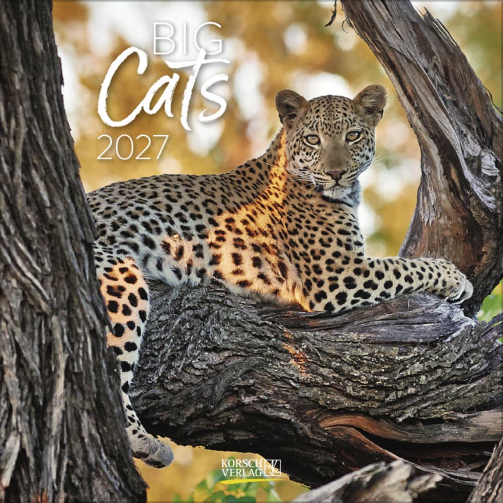 Big Cats 2027