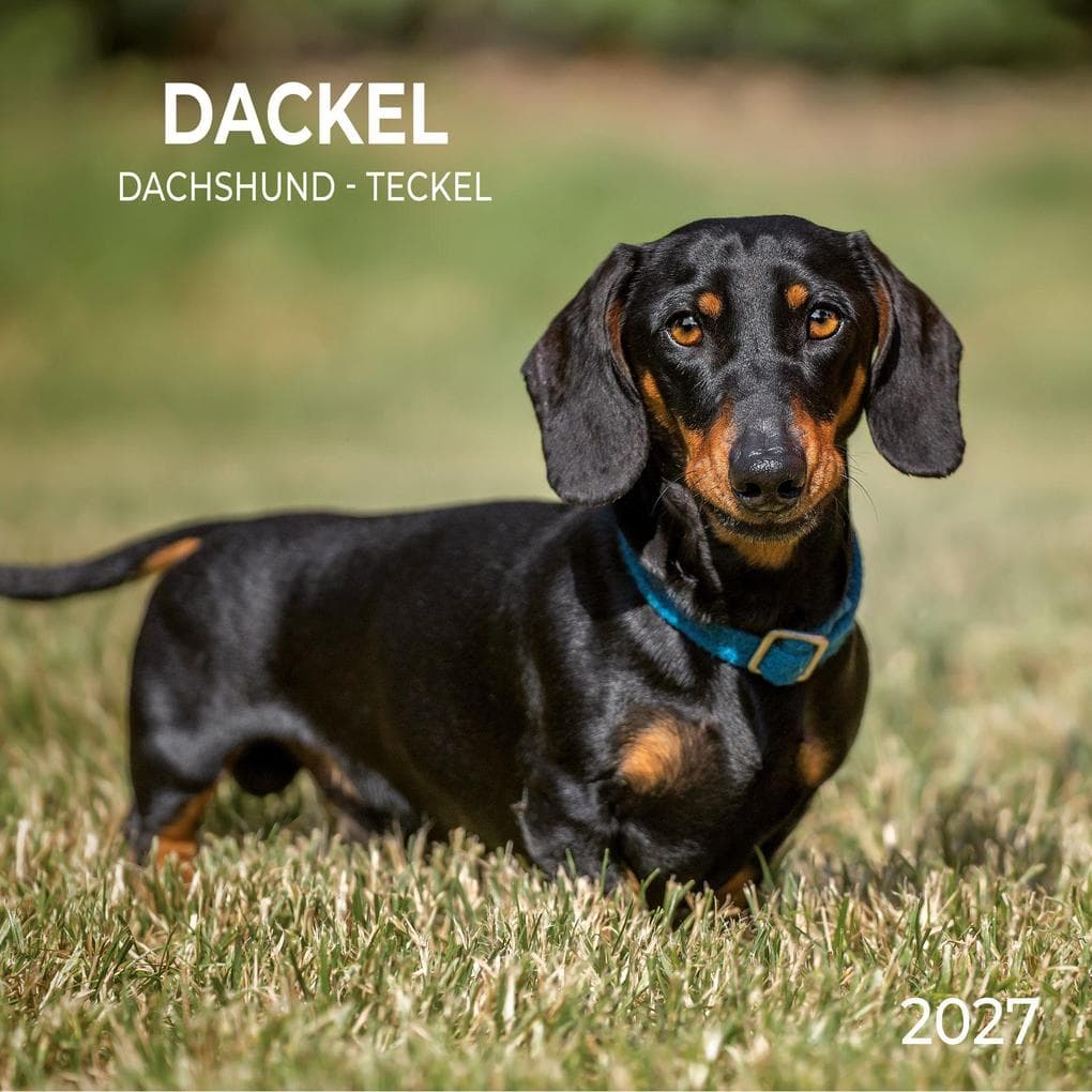 Dackel / Dachshund 2027