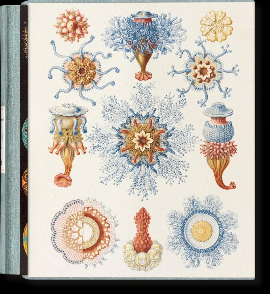 The Art and Science of Ernst Haeckel