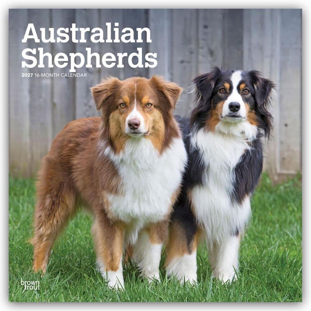 Australian Shepherds 2027 - 16-Monatskalender