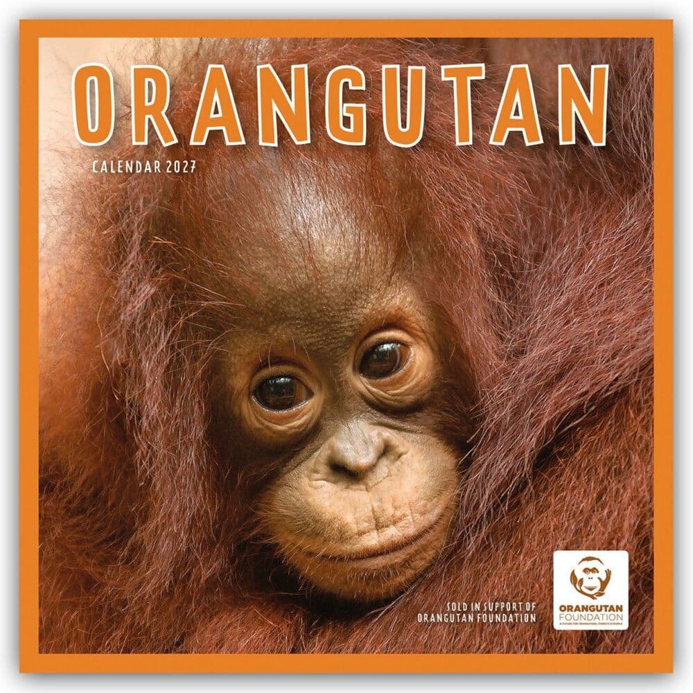 Orangutan - Orang-Utan 2027 - Wand-Kalender