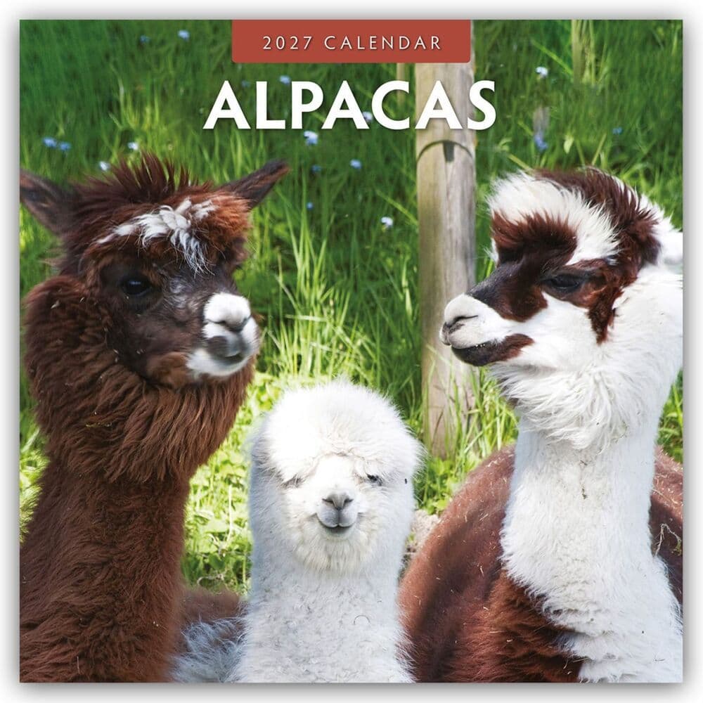 Alpacas - Alpakas 2027 - 16-Monatskalender