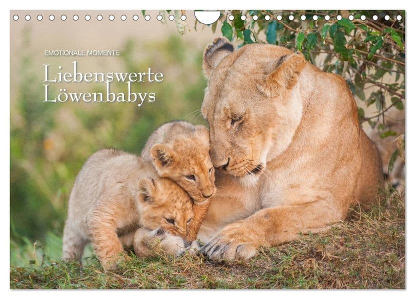 Emotionale Momente: Liebenswerte Löwenbabys / CH-Version (Wandkalender 2027 DIN A4 quer), CALVENDO Monatskalender