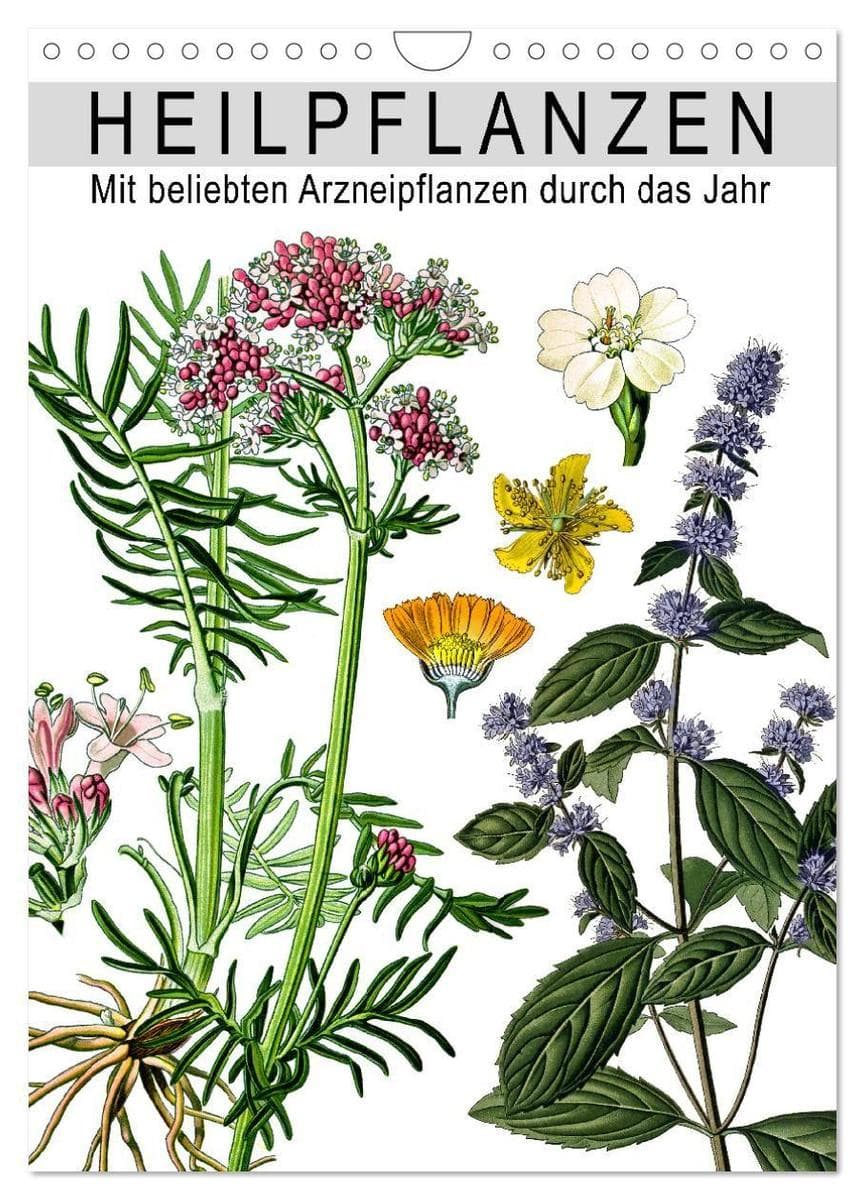 Heilpflanzen (Wandkalender 2027 DIN A4 hoch), CALVENDO Monatskalender